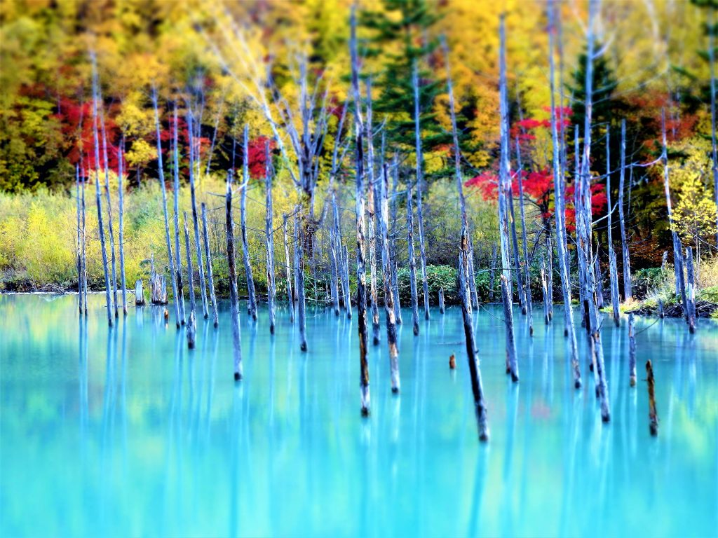 青い池 と 白ひげの滝とブルーリバー 北海道 美瑛町 日本に もっと恋する旅