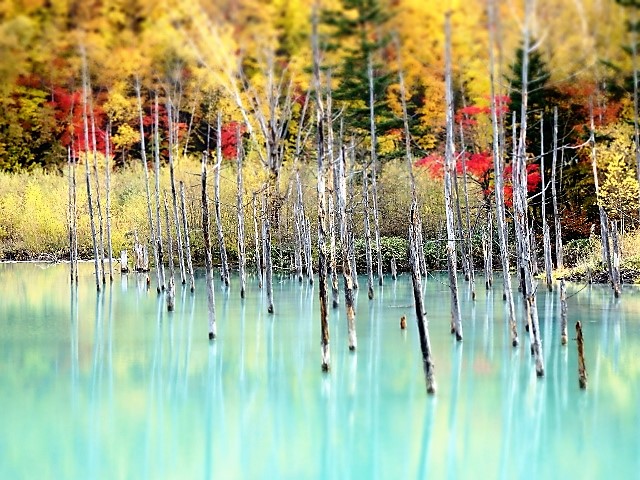 青い池 と 白ひげの滝とブルーリバー 北海道 美瑛町 日本に もっと恋する旅